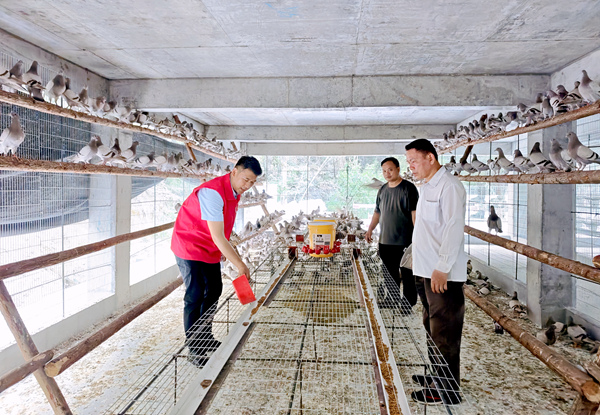 駐村第一書記與村干部查看弄名村鴿子養(yǎng)殖基地情況。