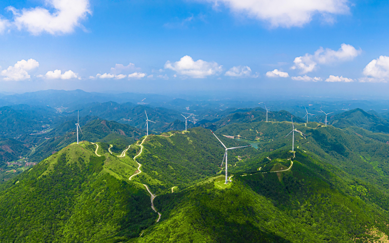 葵扇嶺周邊原始八角林漫山遍野。