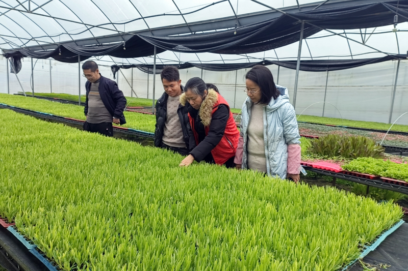 農(nóng)技人員在鋪門鎮(zhèn)蔬菜育苗基地指導(dǎo)種植戶科學(xué)育苗。