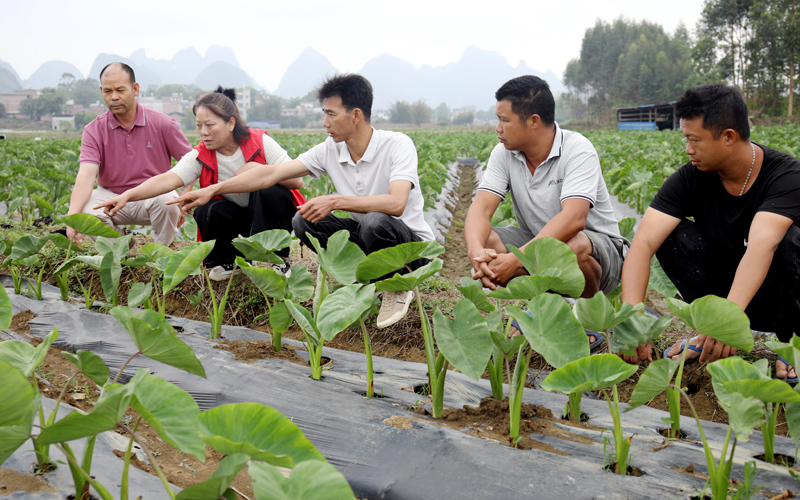 農(nóng)業(yè)技術(shù)專家深入田間地頭指導(dǎo)香芋種植管護(hù)。