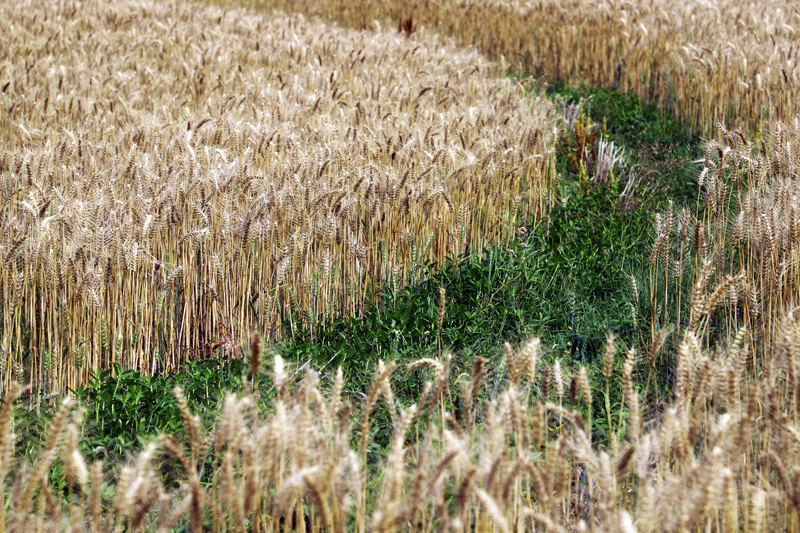 冬小麥喜獲豐收。