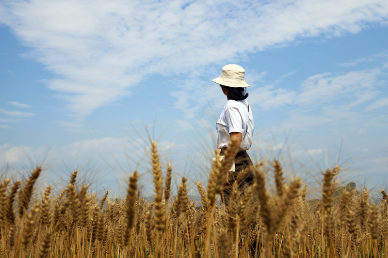 金黃麥浪吸引游客打卡。