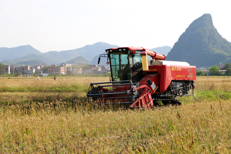 收割、抽穗一體作業(yè)。