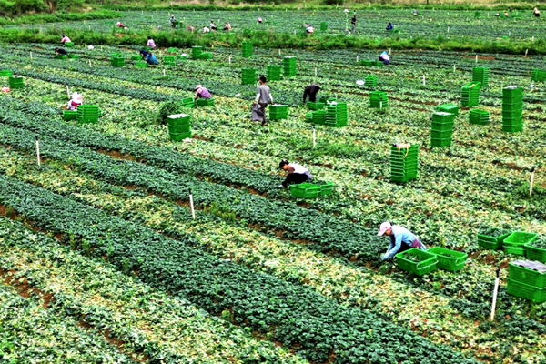 工人們在黃田鎮(zhèn)長龍供港蔬菜基地采收上海青。