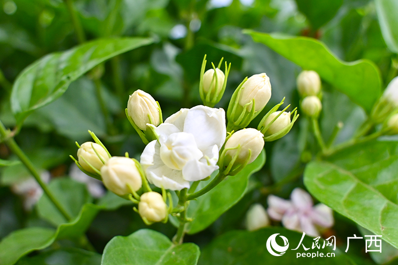 橫州茉莉花。人民網(wǎng) 雷琦竣攝