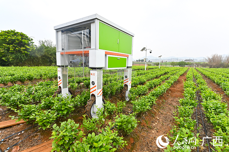 AI機(jī)器人在采摘茉莉花。人民網(wǎng) 雷琦竣攝