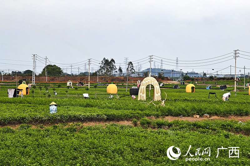 茉莉花開始采摘。人民網(wǎng) 雷琦竣攝