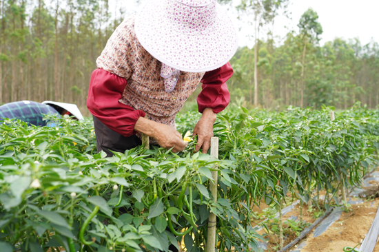 村民采摘線椒
