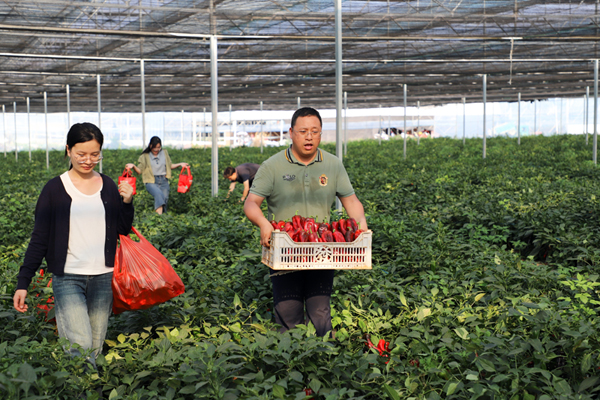 辣椒喜獲豐收。