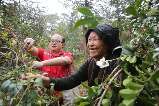 自治區(qū)財政廳駐雙達(dá)村第一書記馮仕恒(左)幫村民采摘油茶果