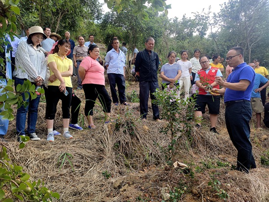 自治區(qū)林科院的專家開展油茶種植培訓(xùn)