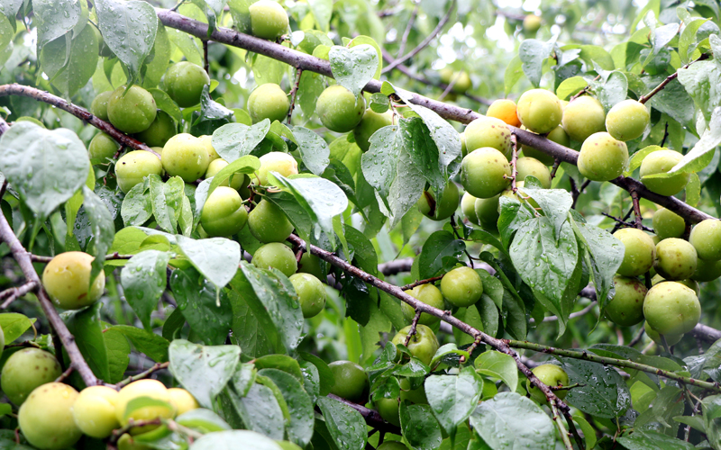 青梅掛滿(mǎn)枝。