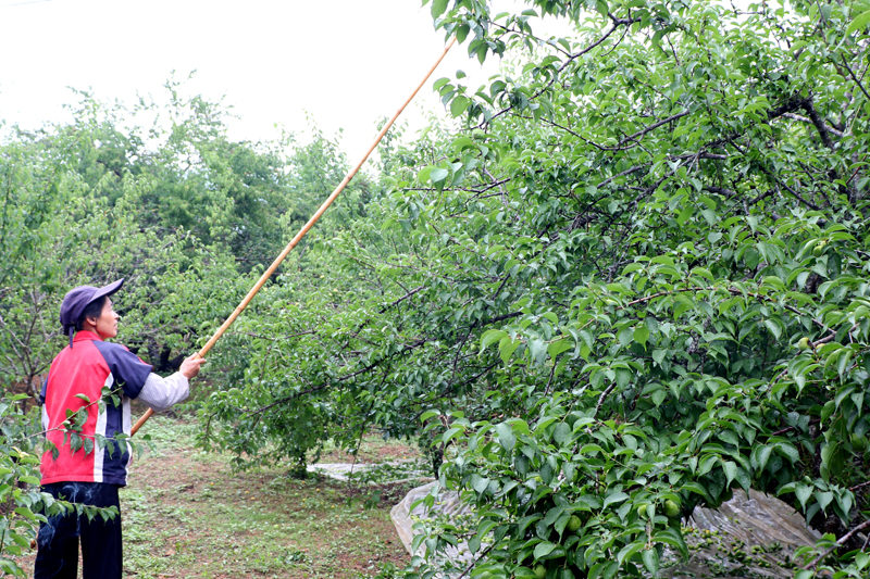 采摘青梅。