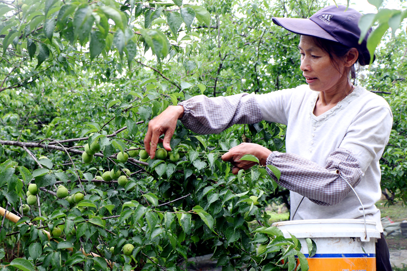 果農(nóng)正忙著采摘青梅。