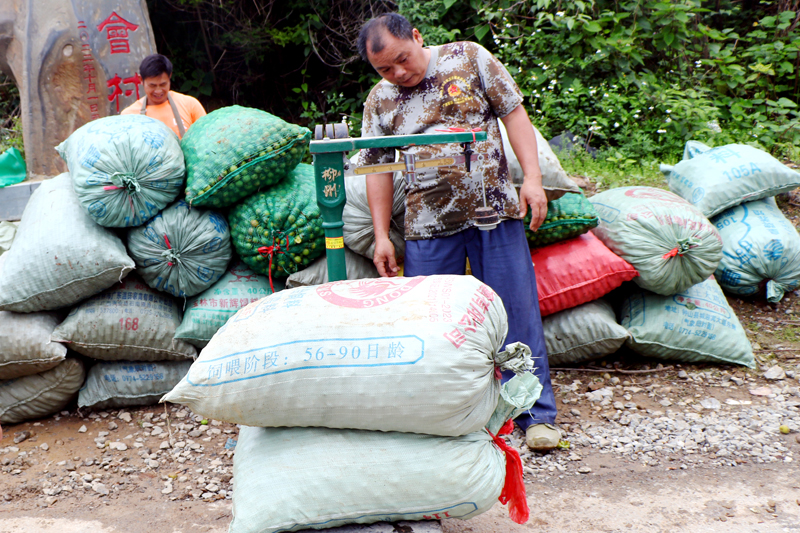 青梅過(guò)磅。