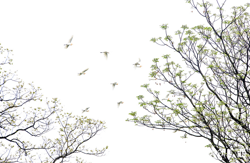 牛背鷺在空中翱翔。