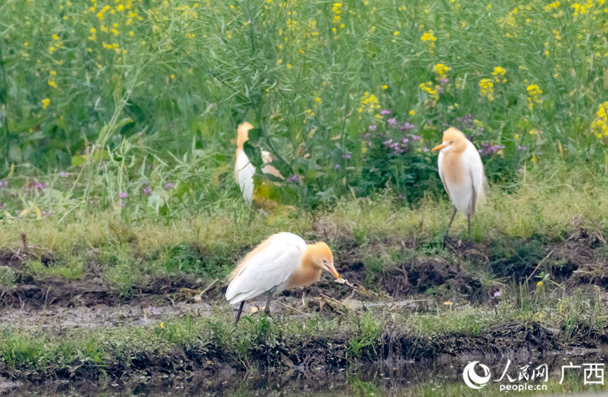 牛背鷺在農田中覓食。
