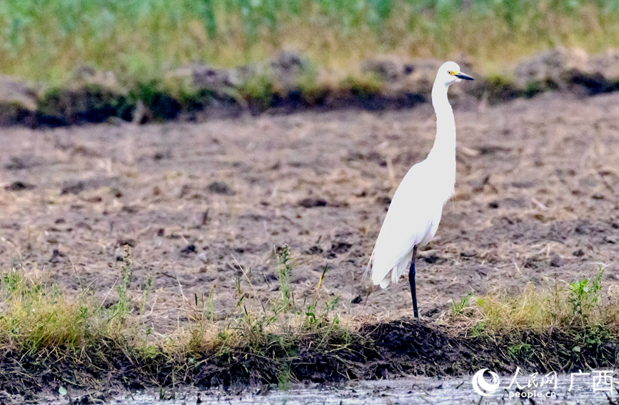 白鷺在農(nóng)田中嬉戲。