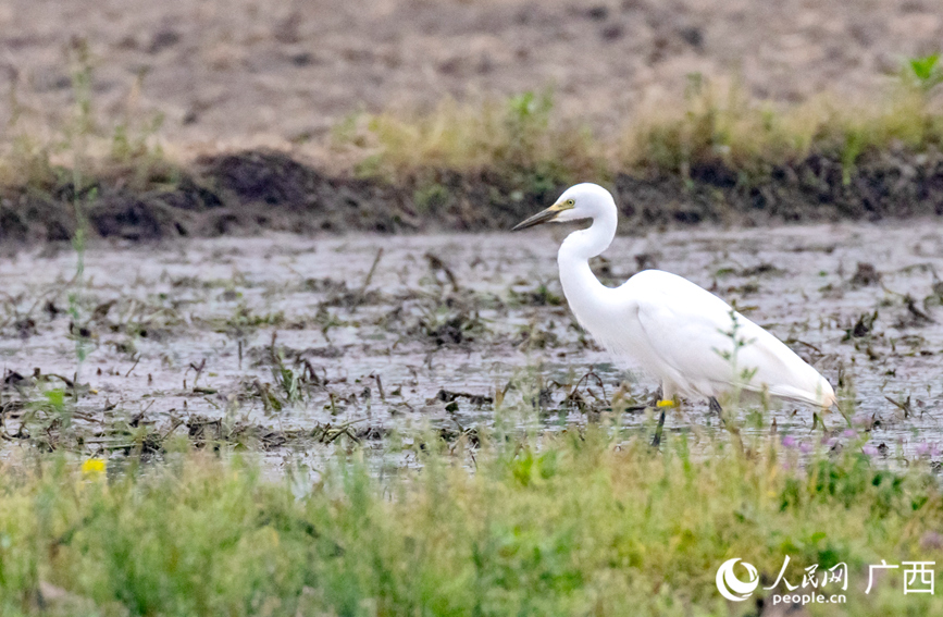 白鷺在農(nóng)田中嬉戲。