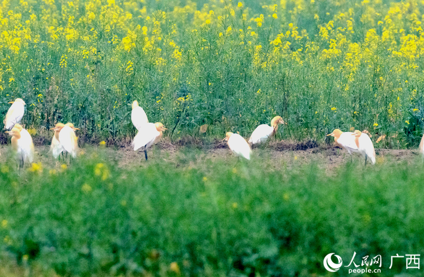 牛背鷺在油菜花田中嬉戲。