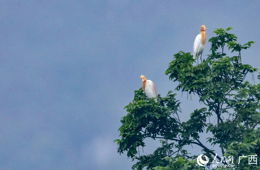 牛背鷺在樹(shù)上休憩。