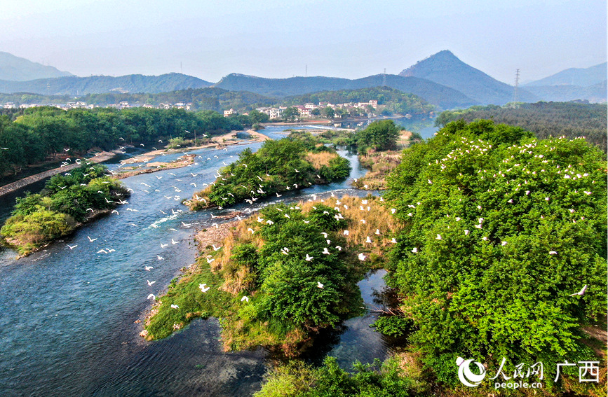 鷺鳥(niǎo)在山野間嬉戲翱翔。