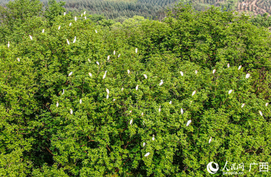 白鷺和牛背鷺在樹上休憩。