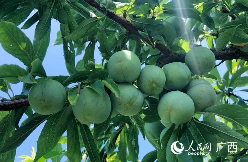 李子掛滿枝頭。