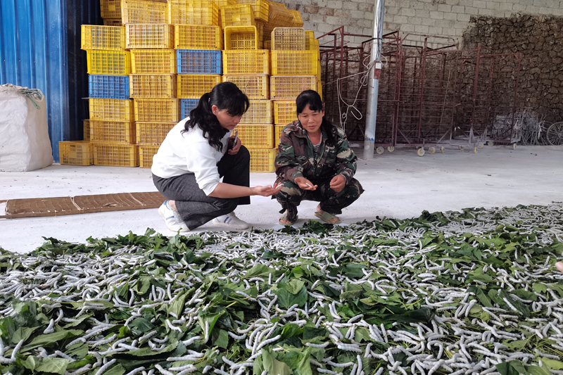 人大代表農(nóng)秀飛指導(dǎo)農(nóng)戶種桑養(yǎng)蠶。