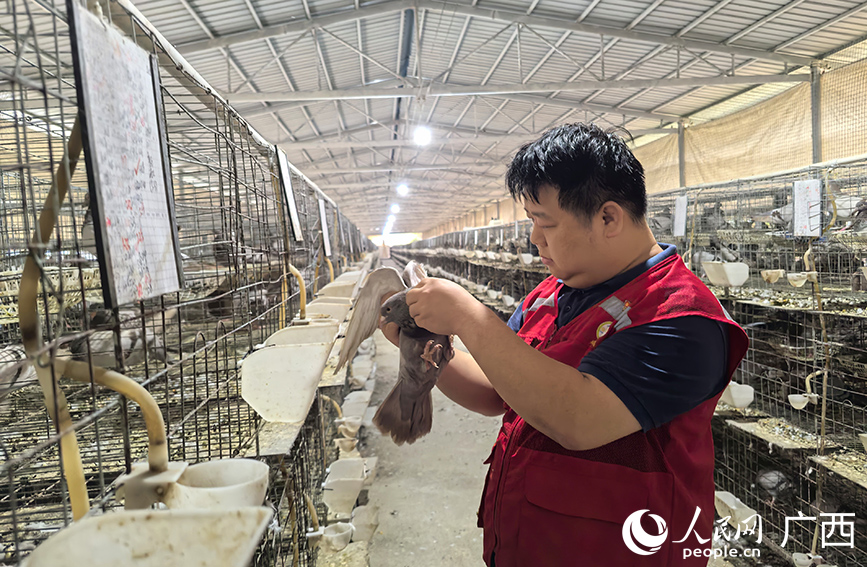 陶化村肉鴿養(yǎng)殖基地。人民網(wǎng) 付華周攝