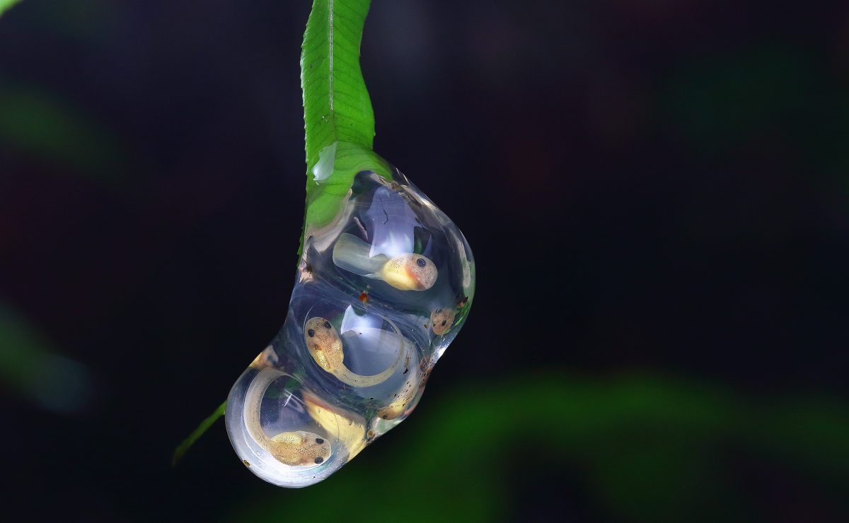 葉尖上的新生命