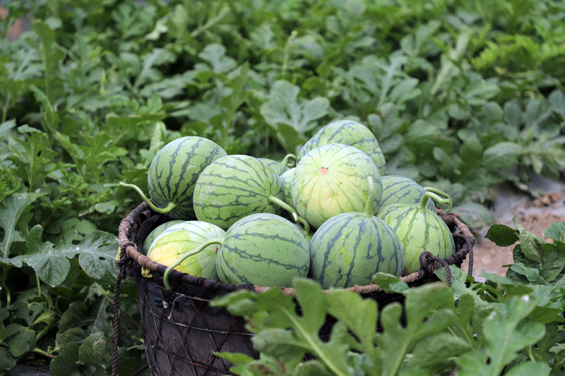 剛采摘的“小糖丸”無籽西瓜。