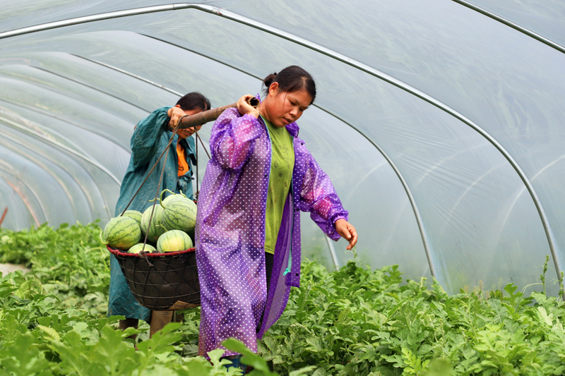 瓜農(nóng)搬運剛采摘的“小糖丸”無籽西瓜。