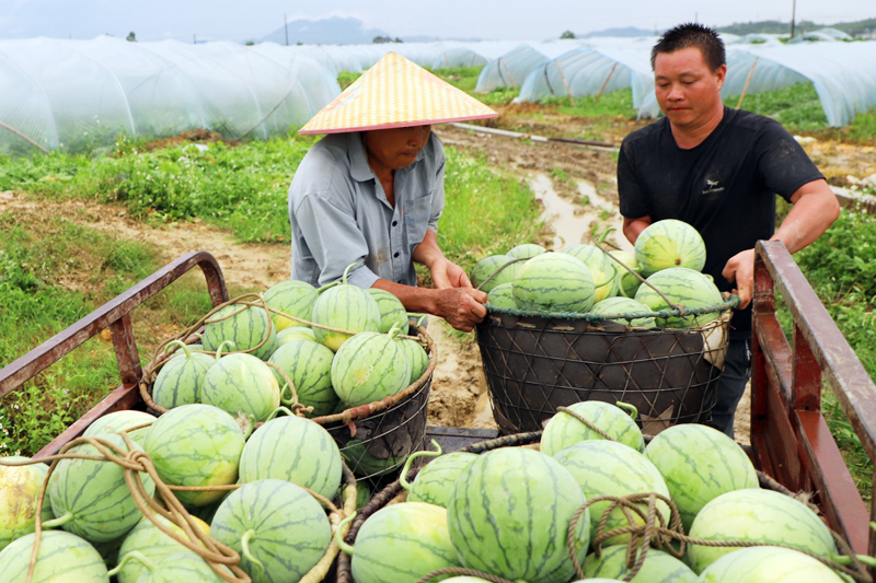 瓜農(nóng)搬運剛采摘的“小糖丸”無籽西瓜。