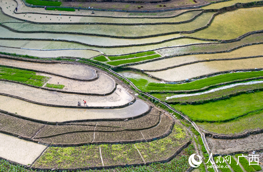 農(nóng)民在梯田里耕作。