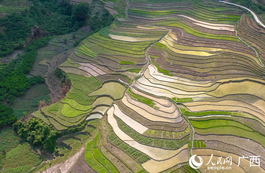 層層疊疊的梯田美如畫。