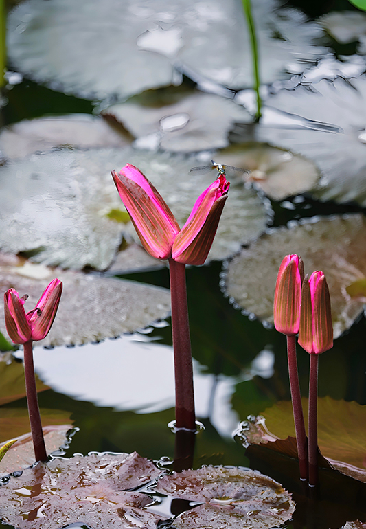 廣西大學(xué)內(nèi)的“并蒂蓮”。廣西大學(xué)供圖