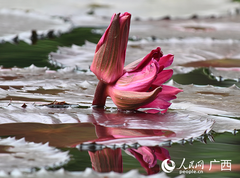 廣西大學(xué)內(nèi)的“并蒂蓮”。人民網(wǎng) 雷琦竣攝