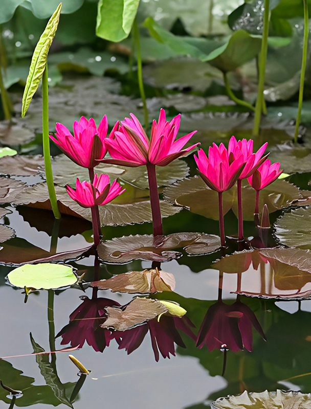 廣西大學(xué)內(nèi)的“并蒂蓮”。廣西大學(xué)供圖