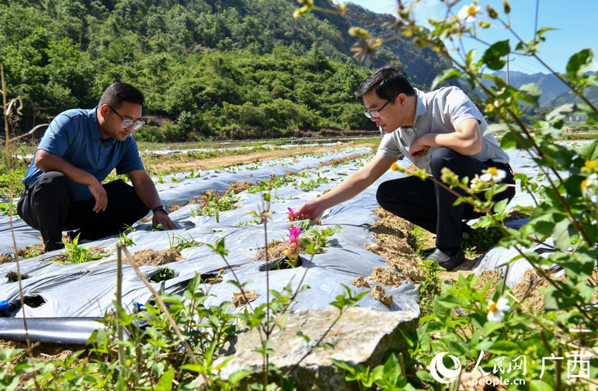 村民在查看廣郁金生長情況。
