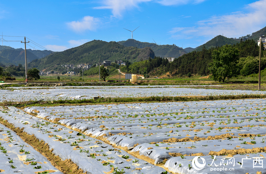 廣郁金種植基地。