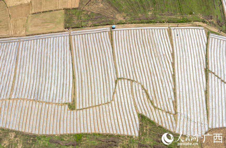 中材種植示范基地。