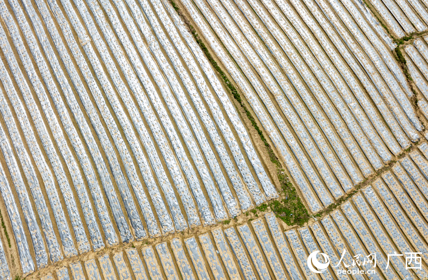中藥材種植示范基地。