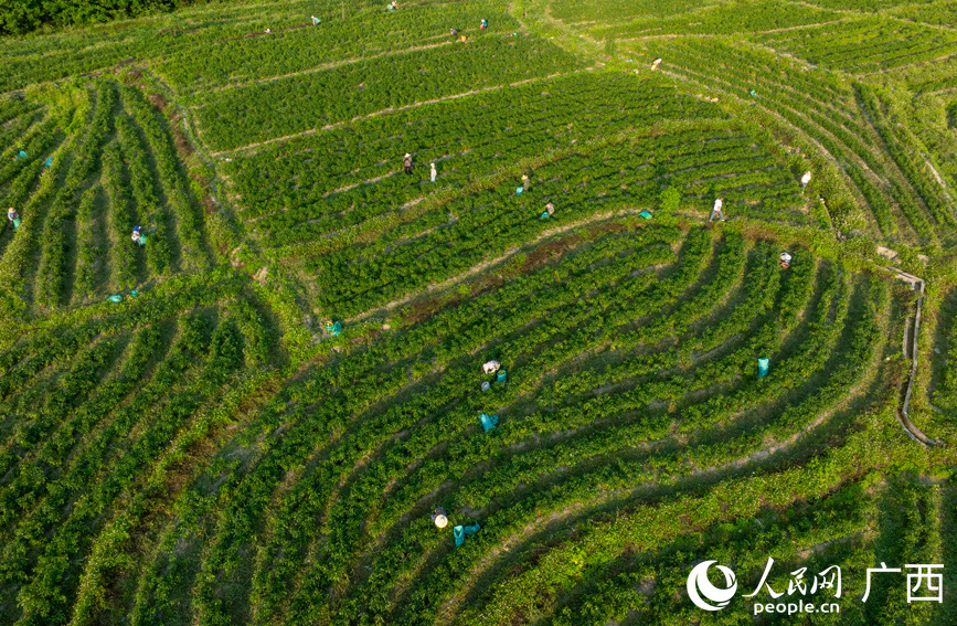 村民在基地里采摘辣椒。