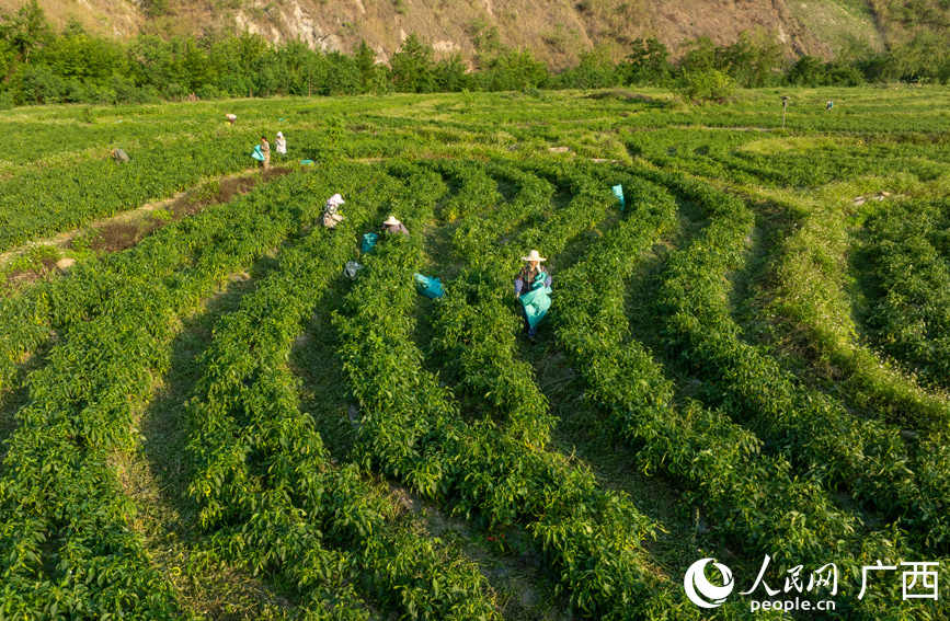 村民在一壟壟翠綠的辣椒地里來回穿梭采摘辣椒。