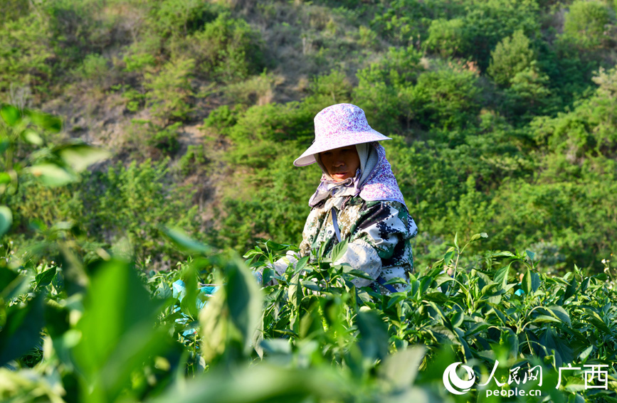 村民正在采摘辣椒。
