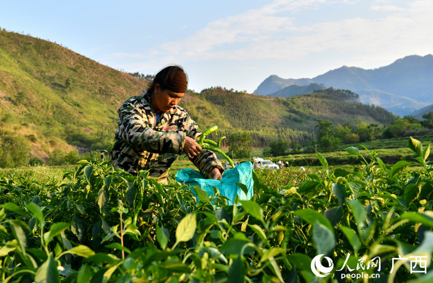 村民正在采摘辣椒。