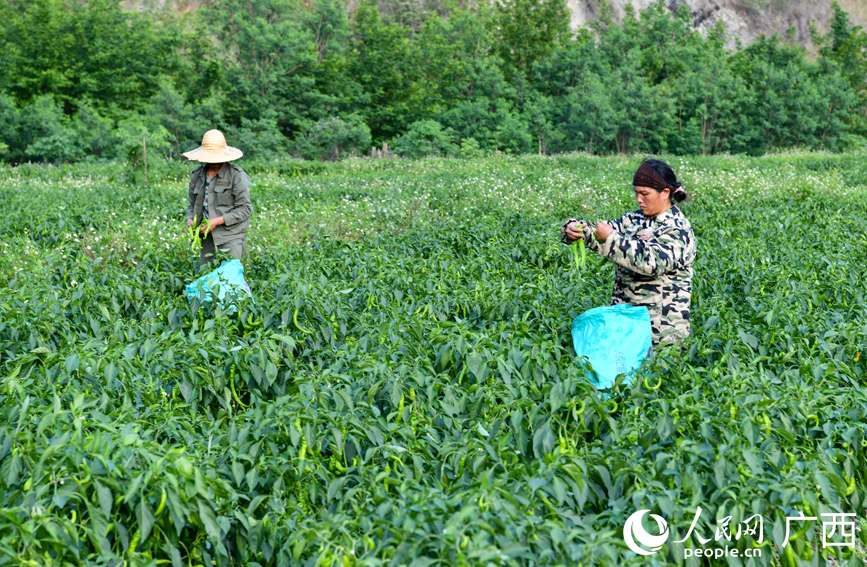 村民正在采摘辣椒。