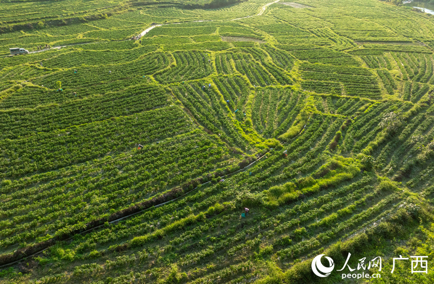 辣椒種植基地。