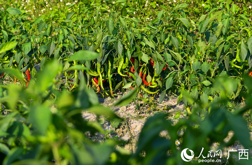 飽滿緊實的辣椒長勢喜人。